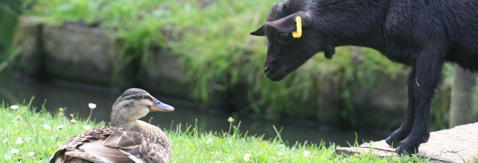eend en dwerggeit