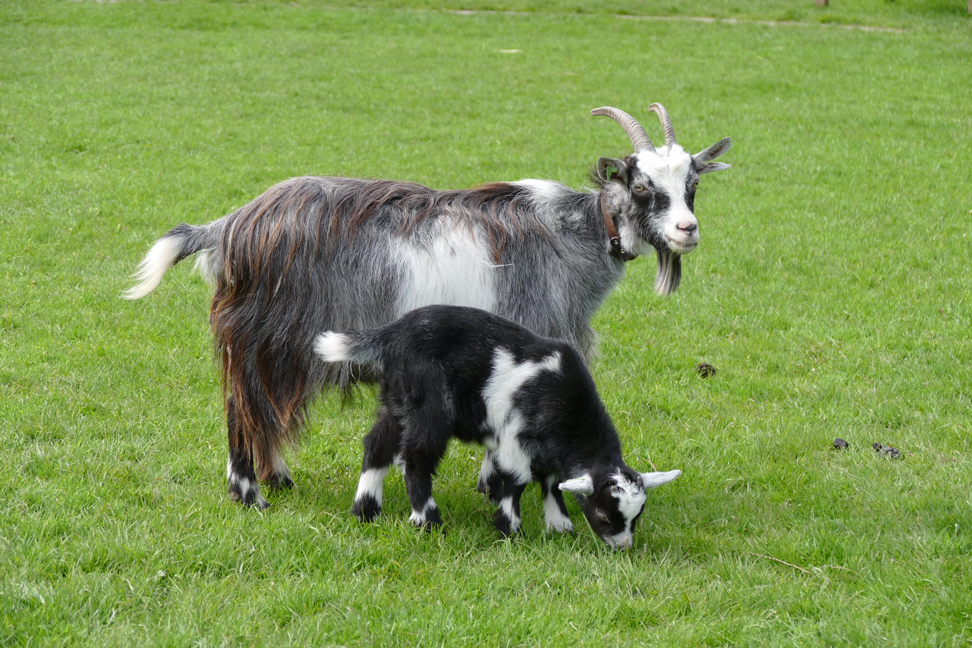 Geit Rassen Geiten | Speelboerderij Elsenhove